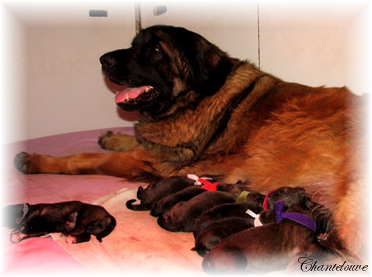 Leonberger Nivôse des Neiges de Chantelouve