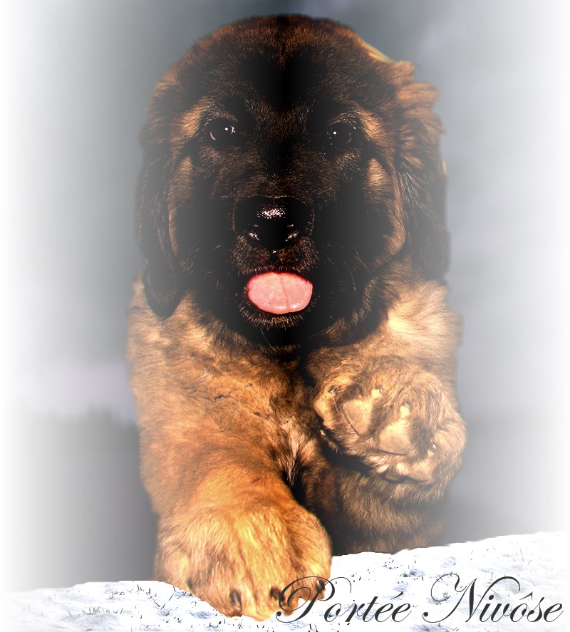 Naissance des chiots Leonberg Nivse des Neiges de Chantelouve