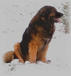 Le roi leonberg Robin toujours impassible.