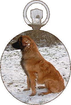 Notre Alinor, leonberg de Chantelouve, en vacances pour Nol