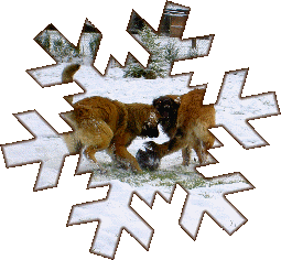 Nol  la neige, c'est la fte pour les leonbergs