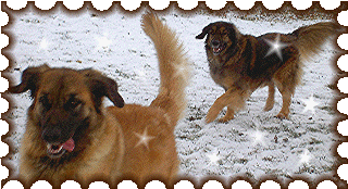 Deux toiles leonberg trs filantes, Uppeline et Rosalinde