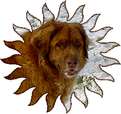 Un rayon de soleil leonberger miel, Odile