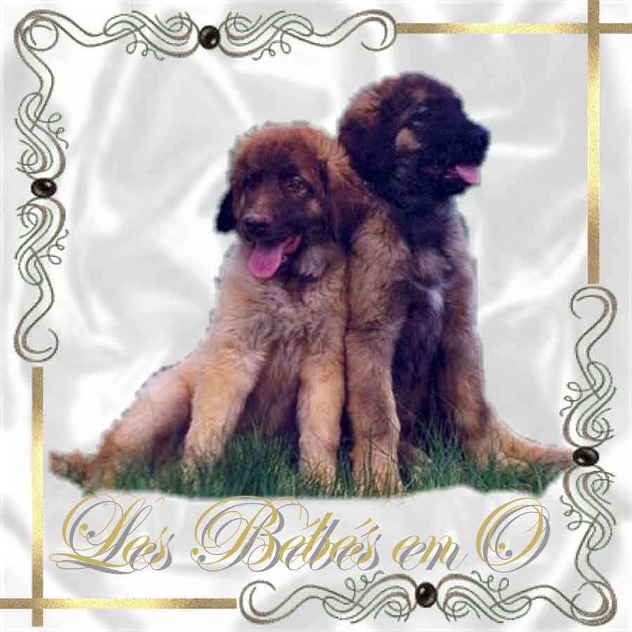 Naissance des chiots Leonberg O des Neiges de Chantelouve
