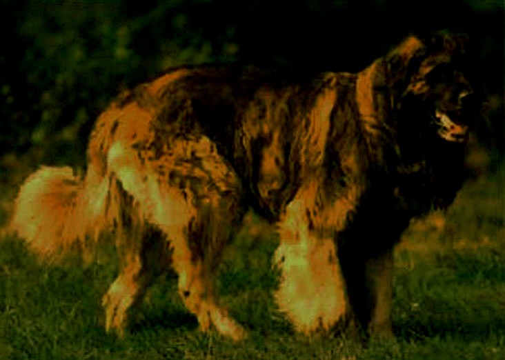 Leonberg Nisan du Chteau de Rveillon