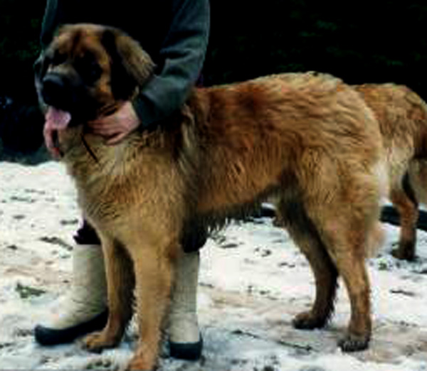 Leonberg Odin-Junior ex Domo Leonis