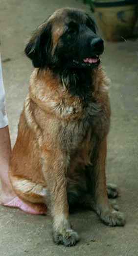 leonberger Oriane des Lions du Duc de Normandie   