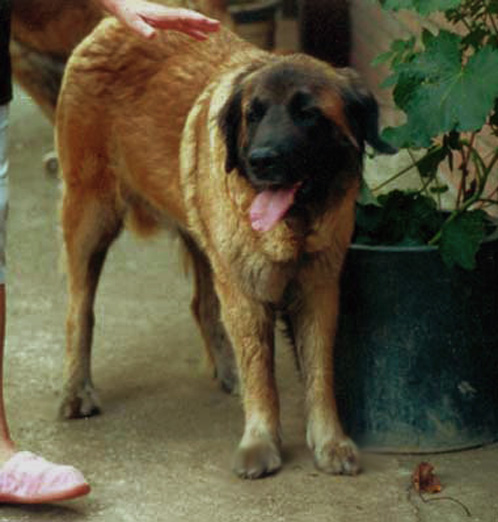 leonberger Oriane des Lions du Duc de Normandie   