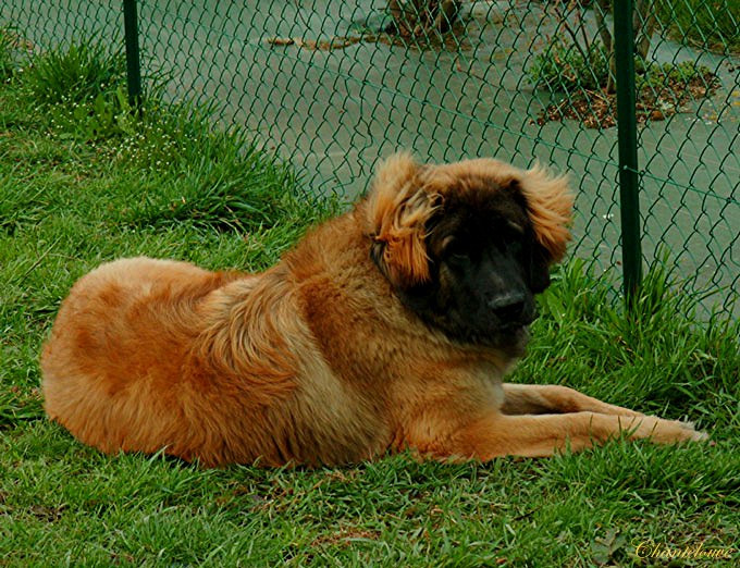 Leonberger Edmond-Prairial alias Ektor