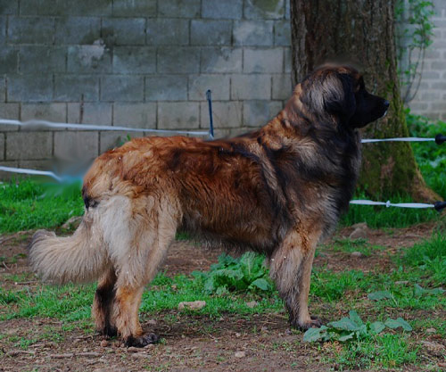 Leonberger Skjaergaardens Atka for Elfheim 