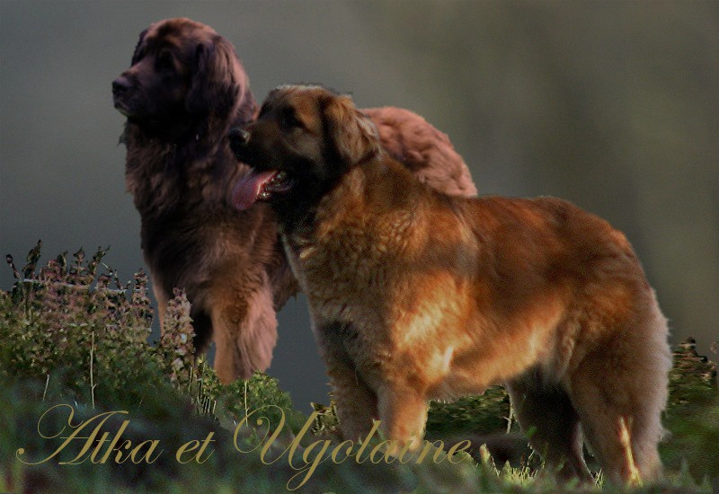 Naissance des chiots Leonberg Prairial des Neiges de Chantelouve