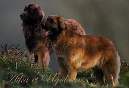 Leonberger Uxelle dite Ugolaine-Tina des Lions du Duc de Normandie et Skjaergaardens 
      Atka 
      for Elfheim 