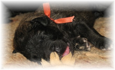 Les premiers jours des bébés leonberg Prairial des Neiges de Chantelouve