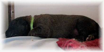 Les premiers jours des bébés leonberg Prairial des Neiges de Chantelouve