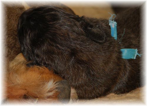 Les premiers jours des bébés leonberg Prairial des Neiges de Chantelouve