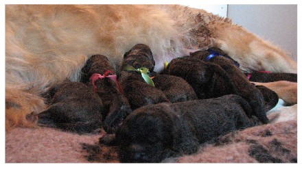 Les premiers jours des bbs leonberg Prairial des Neiges de Chantelouve