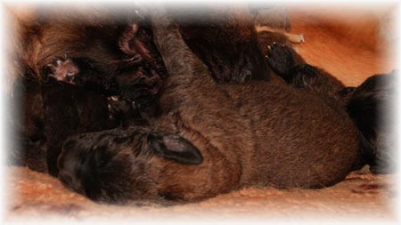 Les premiers jours des bébés leonberg Prairial des Neiges de Chantelouve