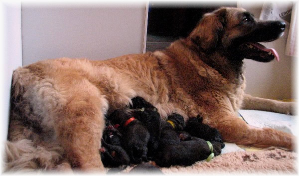 Les premiers jours des bbs leonberg Prairial des Neiges de Chantelouve