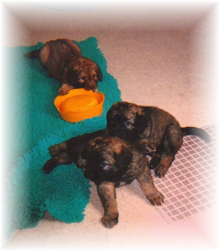 Trio de petits coquins 