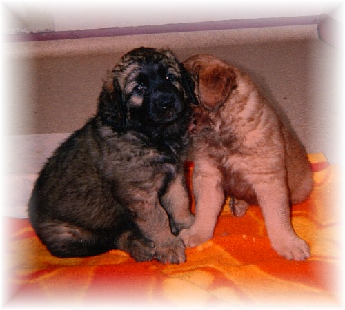 Rosine et Robin