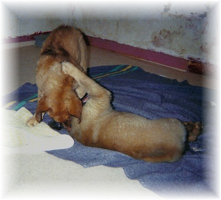 Robin et Rosalinde