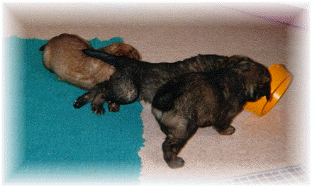 Maman Leonberg et ses chiots 