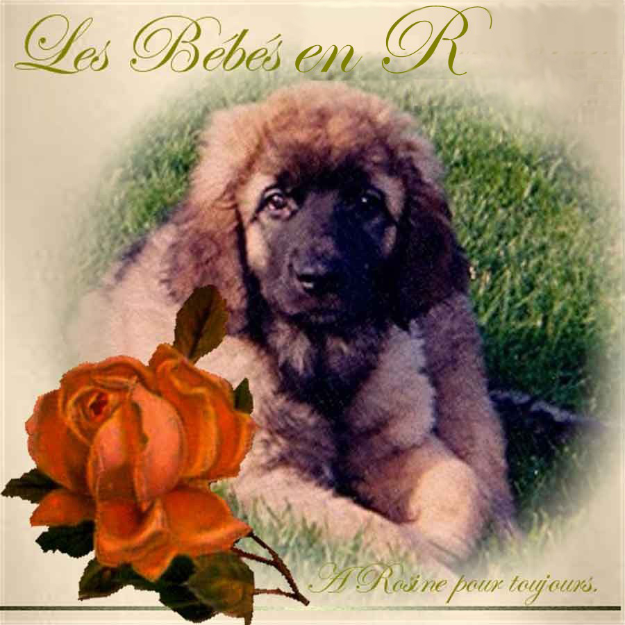 Naissance des chiots Leonberg R des Neiges de Chantelouve
