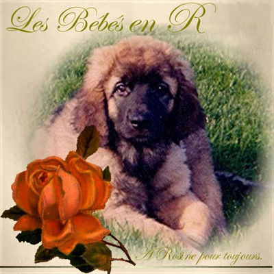 Chiots leonbergs R des Neiges de Chantelouve