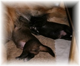 Les premiers jours des bébés leonberg Ventôse des Neiges de Chantelouve