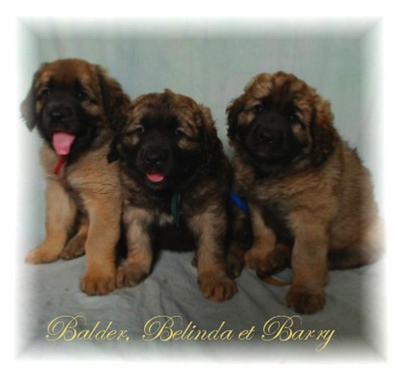 Chiots Leonberg de Robin des Neiges de Chantelouve