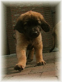 Les bébés Leonberg de Robin et Auva