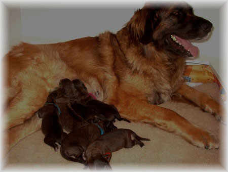 Les bbs Leonberg de Robin et Auva