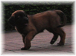 Les bébés Leonberg de Robin et Auva