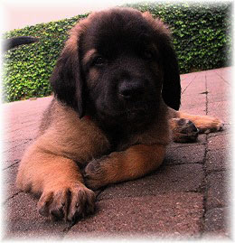 Les bébés Leonberg de Robin et Auva