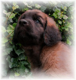 Les bébés Leonberg de Robin et Auva