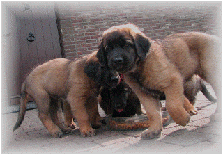 Les bébés Leonberg de Robin et Auva