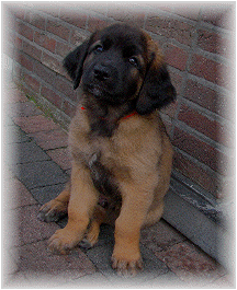 Les bbs Leonberg de Robin et Auva