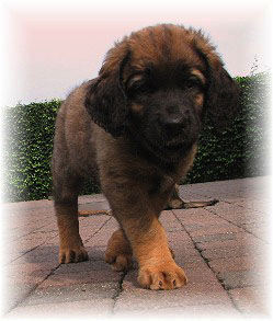 Les bébés Leonberg de Robin et Auva