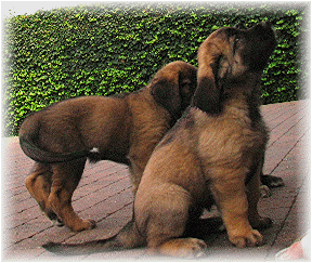 Les bébés Leonberg de Robin et Auva