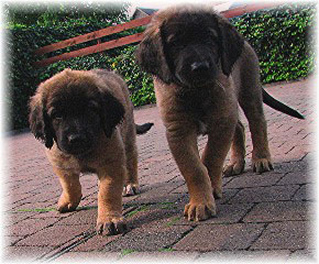 Les bébés Leonberg de Robin et Auva