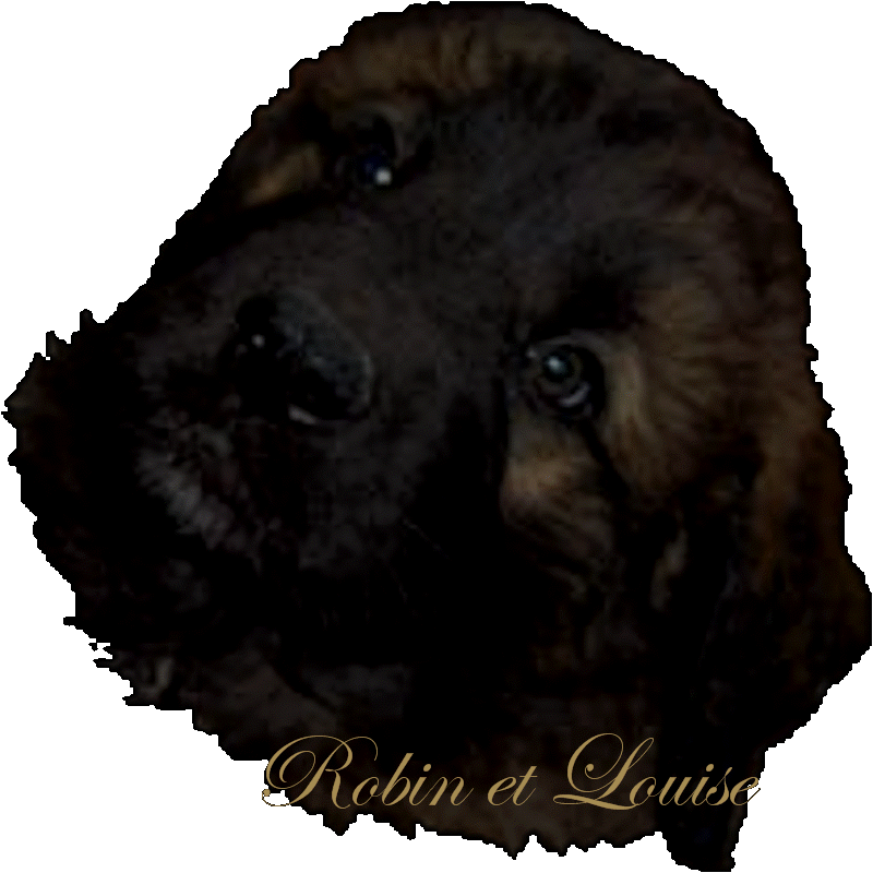 Chiots Leonberg de Robin des Neiges de Chantelouve
