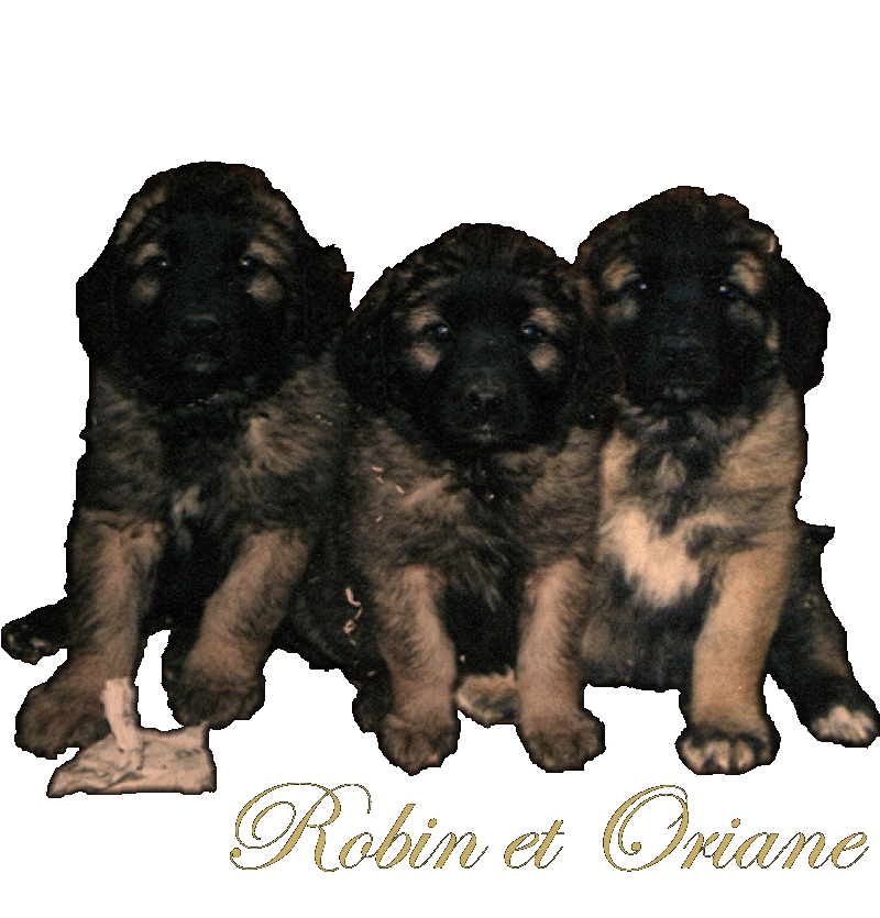 Naissance des chiots Leonberg  d'Antonin-Floral des Neiges de Chantelouve