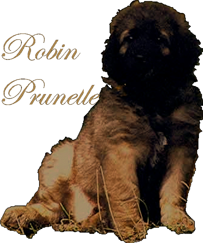 Chiots Leonberg de Robin des Neiges de Chantelouve