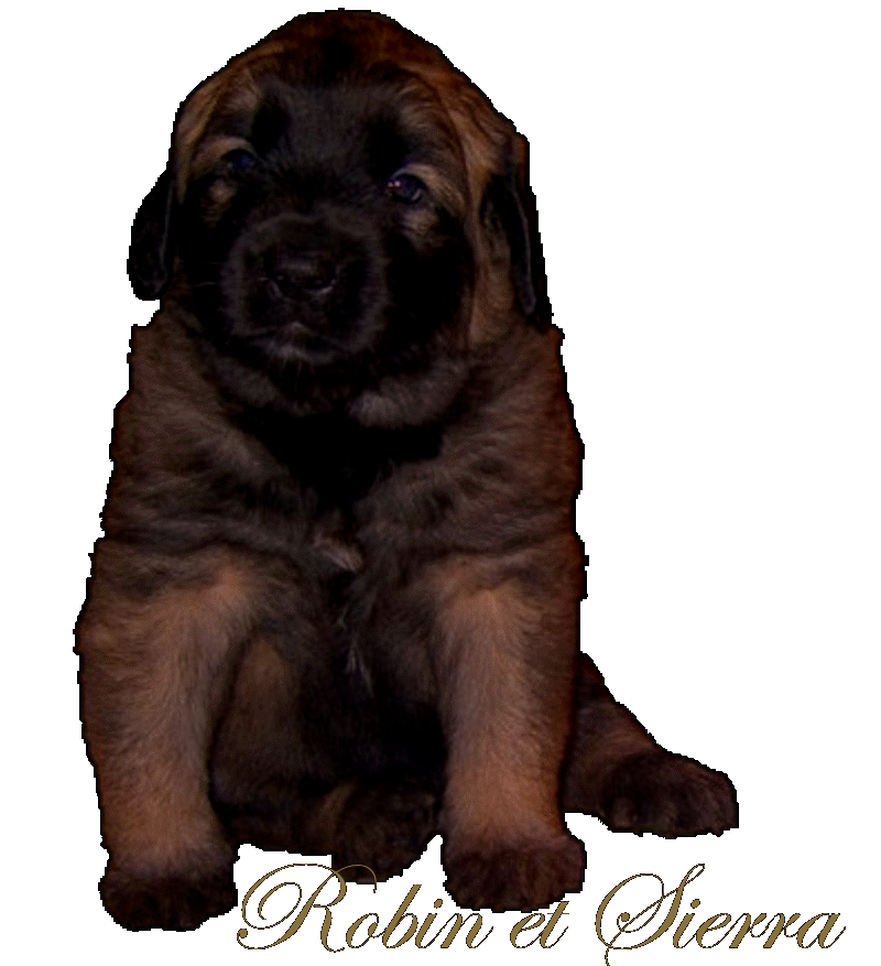 Chiots Leonberg de Robin des Neiges de Chantelouve