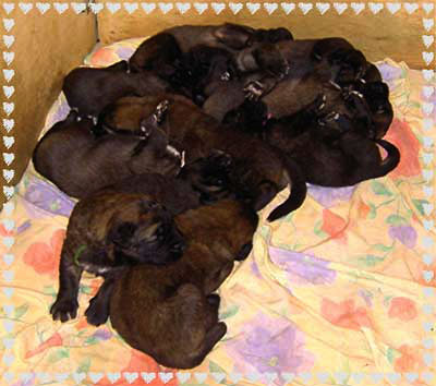 Les bébés Leonberg de Robin et Tequilla