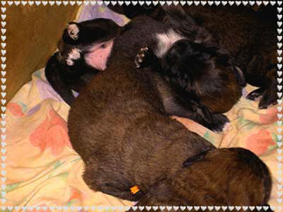 Les bébés Leonberg de Robin et Tequilla
