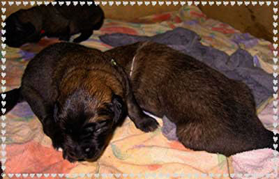 Les bébés Leonberg de Robin et Tequilla