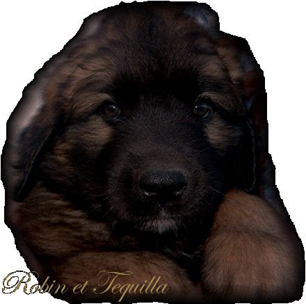 Chiots Leonberg de Robin des Neiges de Chantelouve