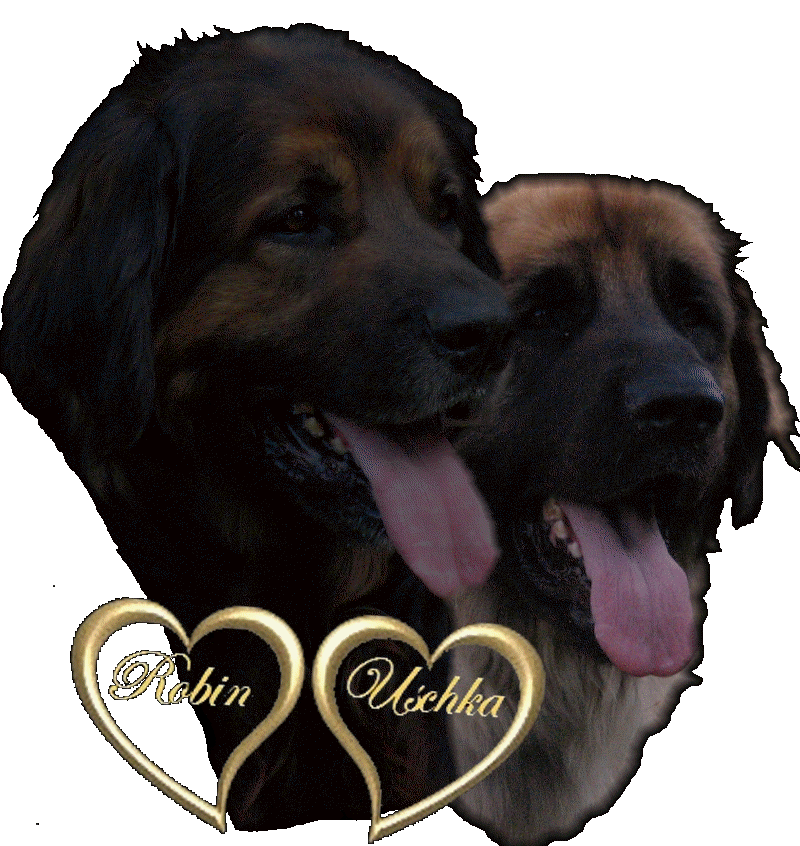 Chiots Leonberg de Robin des Neiges de Chantelouve