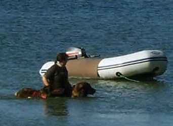 Notre Leonberg Robin en concours de travail à l'eau à Angoulins en 2009 réussit, 9 ans passés, son deuxième degré de sauvetage aquatique. Epreuve de suivi, préparation
